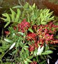 Pistacia atlantica